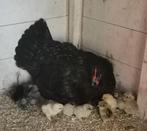11 Usa zijdehoen kuikens, Dieren en Toebehoren, Geslacht onbekend, Kip