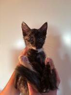 Mooie, mensgerichte kittens mogen direct mee., Meerdere dieren