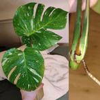 Monstera Thai constellation kopstek, Huis en Inrichting, Kamerplanten, Ophalen, Halfschaduw, Minder dan 100 cm