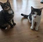 Gratis kittens, Dieren en Toebehoren