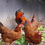 kippen, Dieren en Toebehoren, Pluimvee, Vrouwelijk, Kip