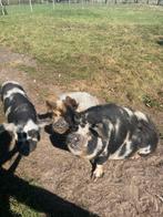 Kune kune varkens zeugjes borg zeug, Dieren en Toebehoren, Schapen, Geiten en Varkens, Meerdere dieren, Varken