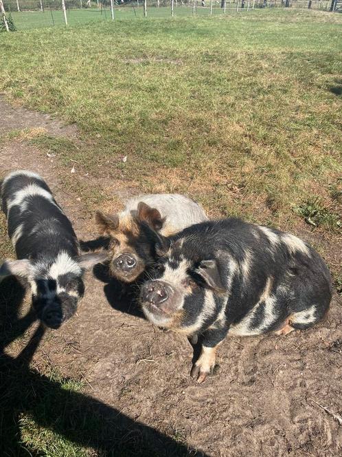 Kune kune varkens zeugjes borg zeug, Dieren en Toebehoren, Schapen, Geiten en Varkens, Varken, Meerdere dieren