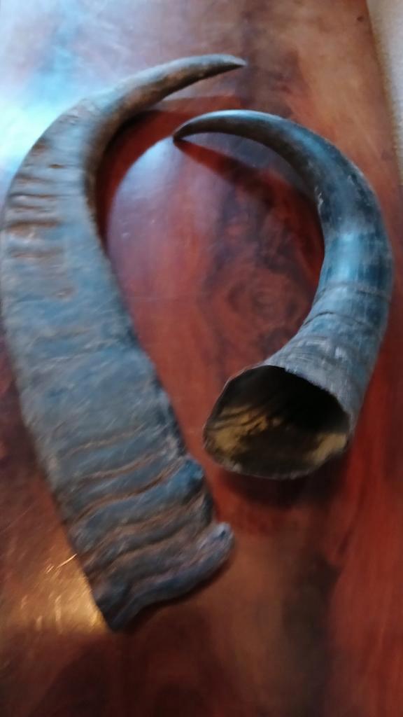 Waterbuffel Horens - Eerlijk Verkregen, Verzamelen, Dierenverzamelingen, Ophalen of Verzenden