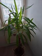 Grote yucca, Ophalen, Halfschaduw, Minder dan 100 cm