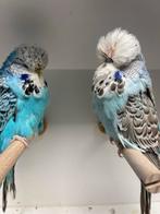 Kweekkoppels engelse grasparkieten, Dieren en Toebehoren, Vogels | Parkieten en Papegaaien, Meerdere dieren, Parkiet