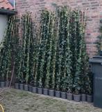 40 Hedera Klimop planten 200/220, Tuin en Terras, Planten | Tuinplanten, Ophalen, Vaste plant, Bloeit niet, Halfschaduw