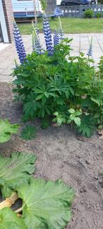 Lupine, meerjarig blauw/paarse bloemen.1,80 euro per plantje, Volle zon, Vaste plant, Zomer, Ophalen
