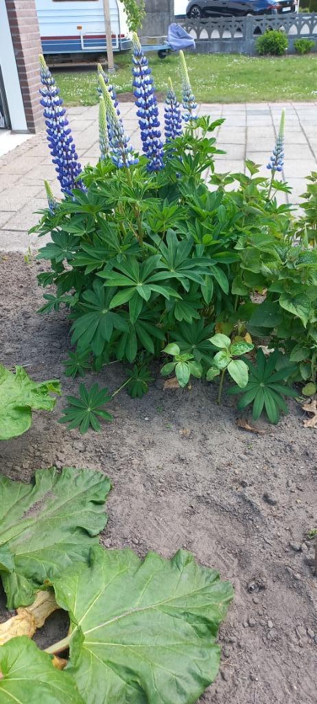 Lupine, meerjarig blauw/paarse bloemen.1,80 euro per plantje, Tuin en Terras, Planten | Tuinplanten, Vaste plant, Overige soorten