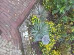 Siergras, Volle zon, Vaste plant, Siergrassen, Ophalen of Verzenden