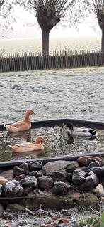 Indische loopeend broedeieren, Dieren en Toebehoren, Geslacht onbekend, Eend