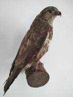 Buizerd. Geprepareerd, Ophalen, Vogel, Opgezet dier