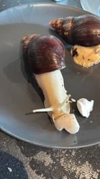 Twee grote witte agaatslakken, Dieren en Toebehoren, Januari, Meerdere dieren