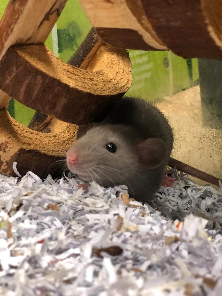 Tamme ratjes | Husky ratjes | Al uw benodigdheden, Dieren en Toebehoren, Knaagdieren, Meerdere dieren, Rat, Oktober, Tam