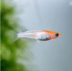 Medaka Kohaku Kirameki Jongen 2CM, Oryzias latipes var, Dieren en Toebehoren, Vissen | Aquariumvissen, Vis, Zoetwatervis