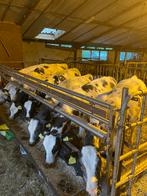 Belgische blauwe kalveren, Dieren en Toebehoren, Runderen, Vrouwelijk, 0 tot 2 jaar