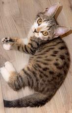 Lieve kitten zoekt goude mand, Poes