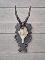 Mooi Ree gewei hand gestoken schild jacht mancave c2, Ophalen of Verzenden, Hert, Gewei of Kop