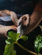 Boa imperator - motley 66% anery, Slang, 0 tot 2 jaar