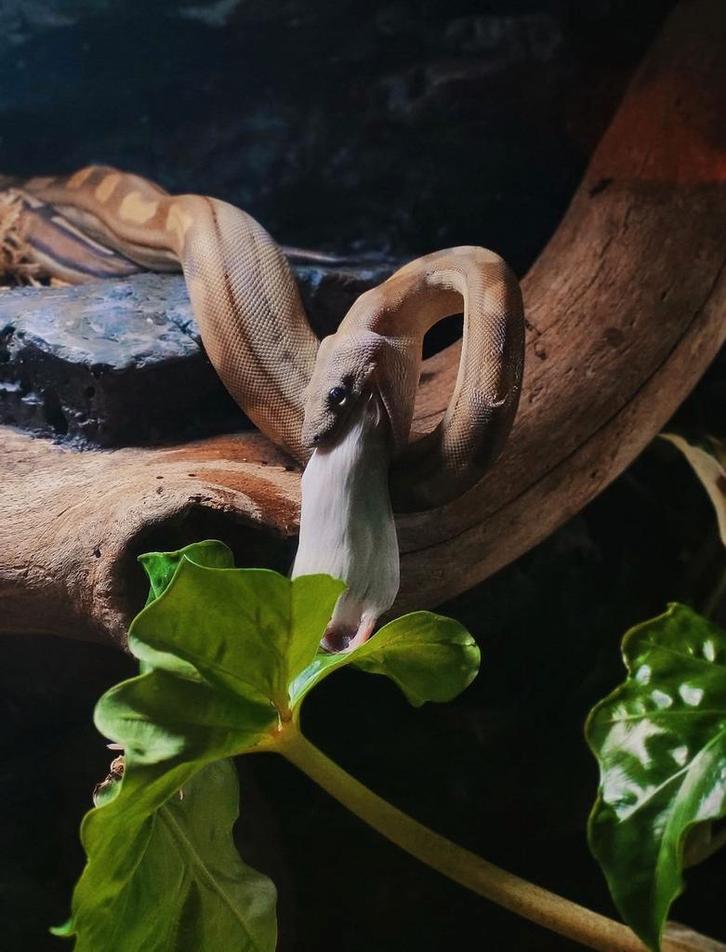 Boa imperator - motley 66% anery, Dieren en Toebehoren, Reptielen en Amfibieën, Slang, 0 tot 2 jaar