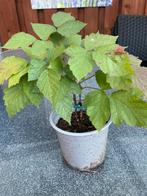 Framboos plant, Ophalen