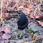 Amorphophallus aphyllus knol, nieuwe localiteit uit Guinee, Overige soorten, Ophalen of Verzenden, Minder dan 100 cm, Bloeiende kamerplant