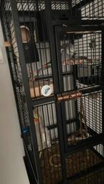 Te koop twee lieve valkparkieten inclusief kooi, toebehoren, Dieren en Toebehoren, Overige soorten