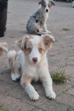 Super lieve leuke borderaussie pups, CDV (hondenziekte), 8 tot 15 weken, Meerdere, Meerdere dieren