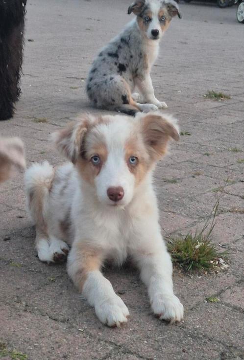 Super lieve leuke borderaussie pups, Dieren en Toebehoren, Honden | Herdershonden en Veedrijvers, Meerdere dieren, Herder, Particulier