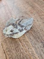 Septarie Nodule - Mineraal, Ophalen of Verzenden, Mineraal