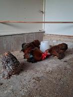 Cochin broedeieren, Dieren en Toebehoren, Geslacht onbekend, Kip