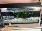 Juwel Aquarium 80x45x35, Dieren en Toebehoren, Ophalen, Zo goed als nieuw