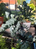 Eucalyptus, Ophalen, Zomer, Overige soorten, Volle zon