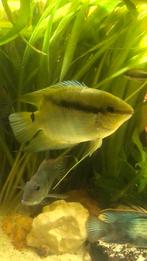 3 stuks mesonauta festivum, Dieren en Toebehoren, Vissen | Aquariumvissen, Vis, Zoetwatervis