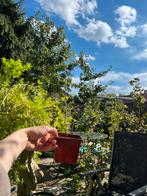 Goji Berry Plant in Pot, Minder dan 100 cm, Zomer, Volle zon, In pot