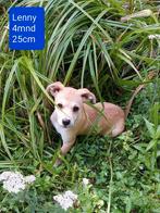 Lieve kleine Lenny zoekt een baasje!, Dieren en Toebehoren, Rabiës (hondsdolheid), 15 weken tot 1 jaar, Buitenland, Eén hond