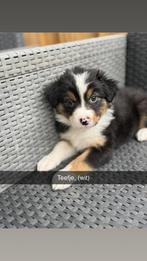 Australian shepherds, Dieren en Toebehoren, Honden | Niet-rashonden, Rabiës (hondsdolheid), 8 tot 15 weken, Meerdere, Meerdere dieren