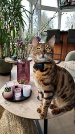 Bengaal, Dieren en Toebehoren, Katten en Kittens | Raskatten | Korthaar, Kater, Met stamboom, 3 tot 5 jaar