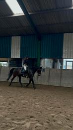 Lief bijrijdpaard gezocht, Ophalen of Verzenden, Zo goed als nieuw