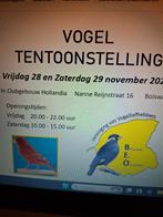 Vogelshow Bolsward, Dieren en Toebehoren, Mannelijk, Parkiet