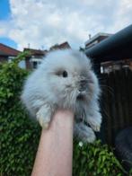 Teddydwerg en teddy leeuwenkop konijntjes van de hobbyfok, Dieren en Toebehoren, Konijnen, Meerdere dieren, Dwerg, 0 tot 2 jaar