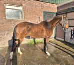 Top gefokte 3.5 jarige D-pony merrie €3250, Dieren en Toebehoren, Pony's, Merrie, 3 tot 6 jaar