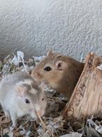 2 gerbils te koop, Dieren en Toebehoren, Mannelijk, Overige typen