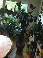 Grote Ficus elastica. Hoogte ongeveer 195 cm met 9 takken., Ophalen of Verzenden, Ficus, 150 tot 200 cm