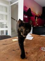 Schildpad poes 2 jaar oud, Dieren en Toebehoren, Katten en Kittens | Overige Katten, Poes