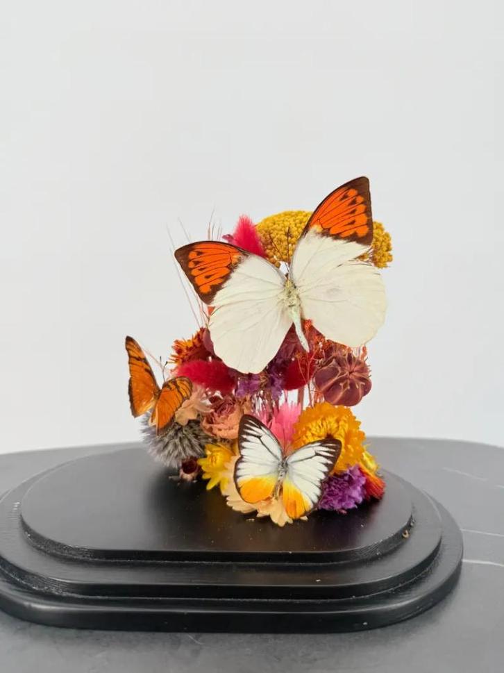 Opgezette Vlinders Onder Stolp - Wildernis Atelier, Verzamelen, Dierenverzamelingen, Nieuw, Opgezet dier, Ophalen of Verzenden