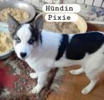 Teef Pixie herplaatser, adoptie hond, asielhond, Particulier, Rabiës (hondsdolheid), 15 weken tot 1 jaar, Buitenland