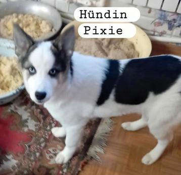 Teef Pixie herplaatser, adoptie hond, asielhond beschikbaar voor biedingen