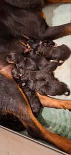 Rottweiler pups, Dieren en Toebehoren, 8 tot 15 weken, Parvo, Meerdere, Meerdere dieren