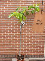 Vijgbomen diverse maten vanaf €22,50, Tuin en Terras, Planten | Bomen, Ophalen of Verzenden, Zomer, Volle zon